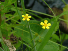 Ranunculus flammulaEgelboterbloem bestellen